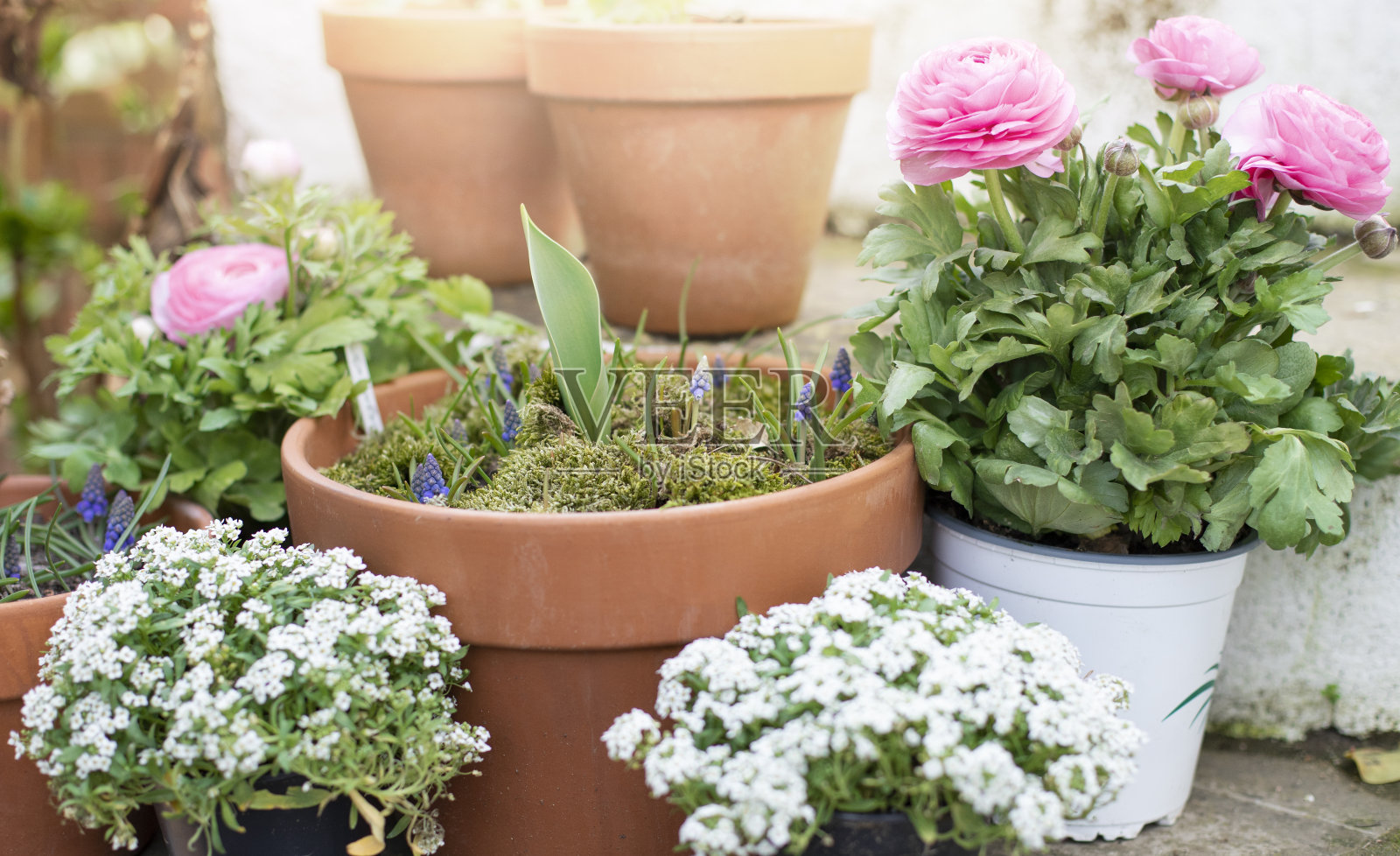白色楼梯上花盆里的春花照片摄影图片