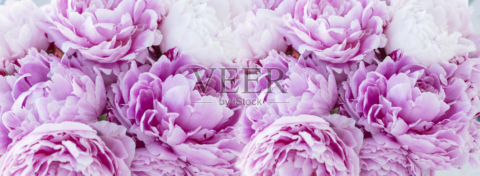 横幅上盛开着粉红色的大牡丹，大量的文字复制空间。照片摄影图片