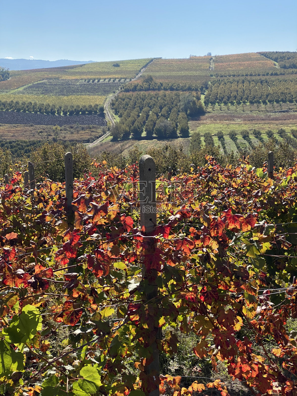 意大利皮埃蒙特葡萄园的垂直全景照片摄影图片