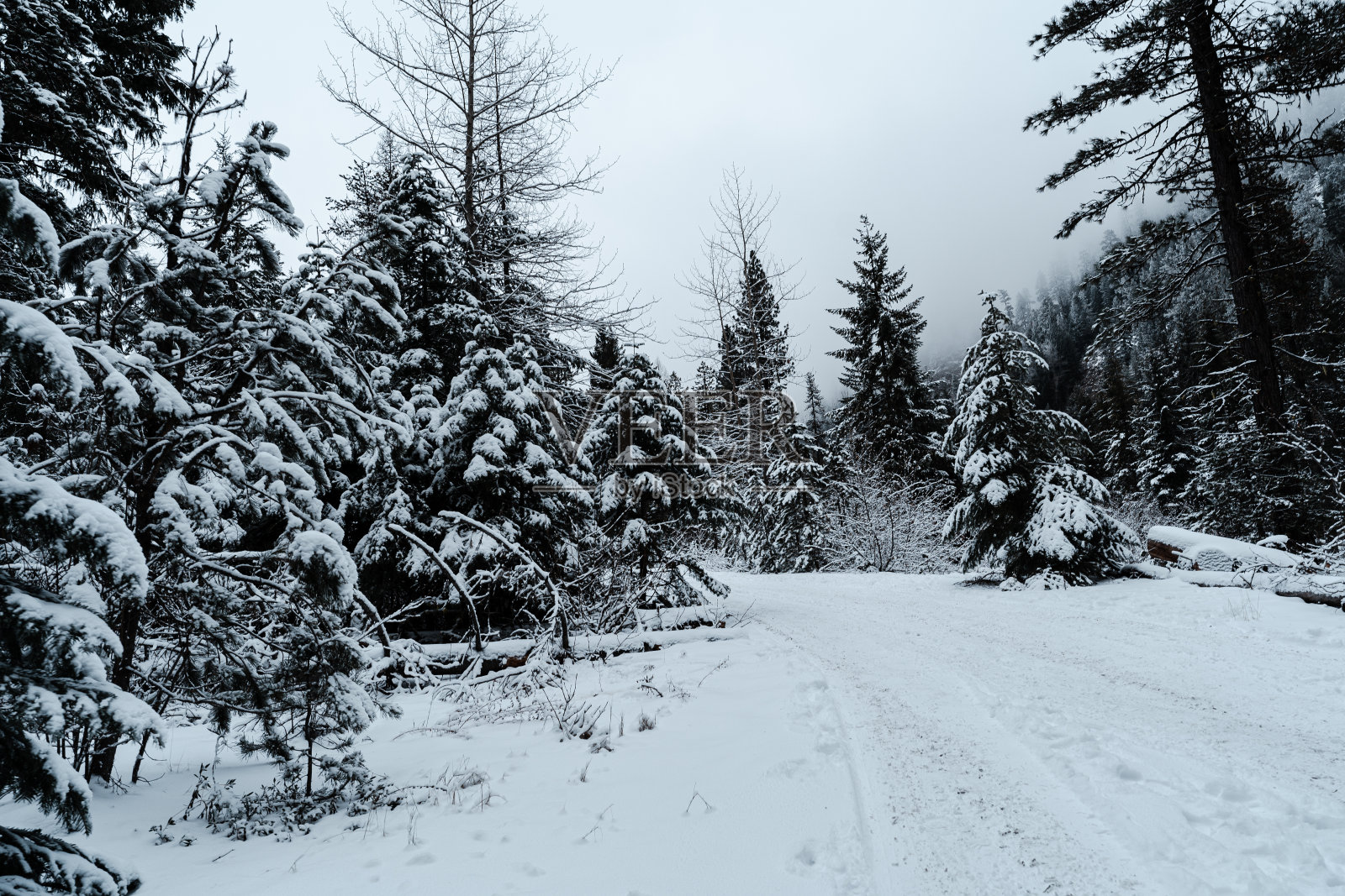 胡德山国家森林照片摄影图片