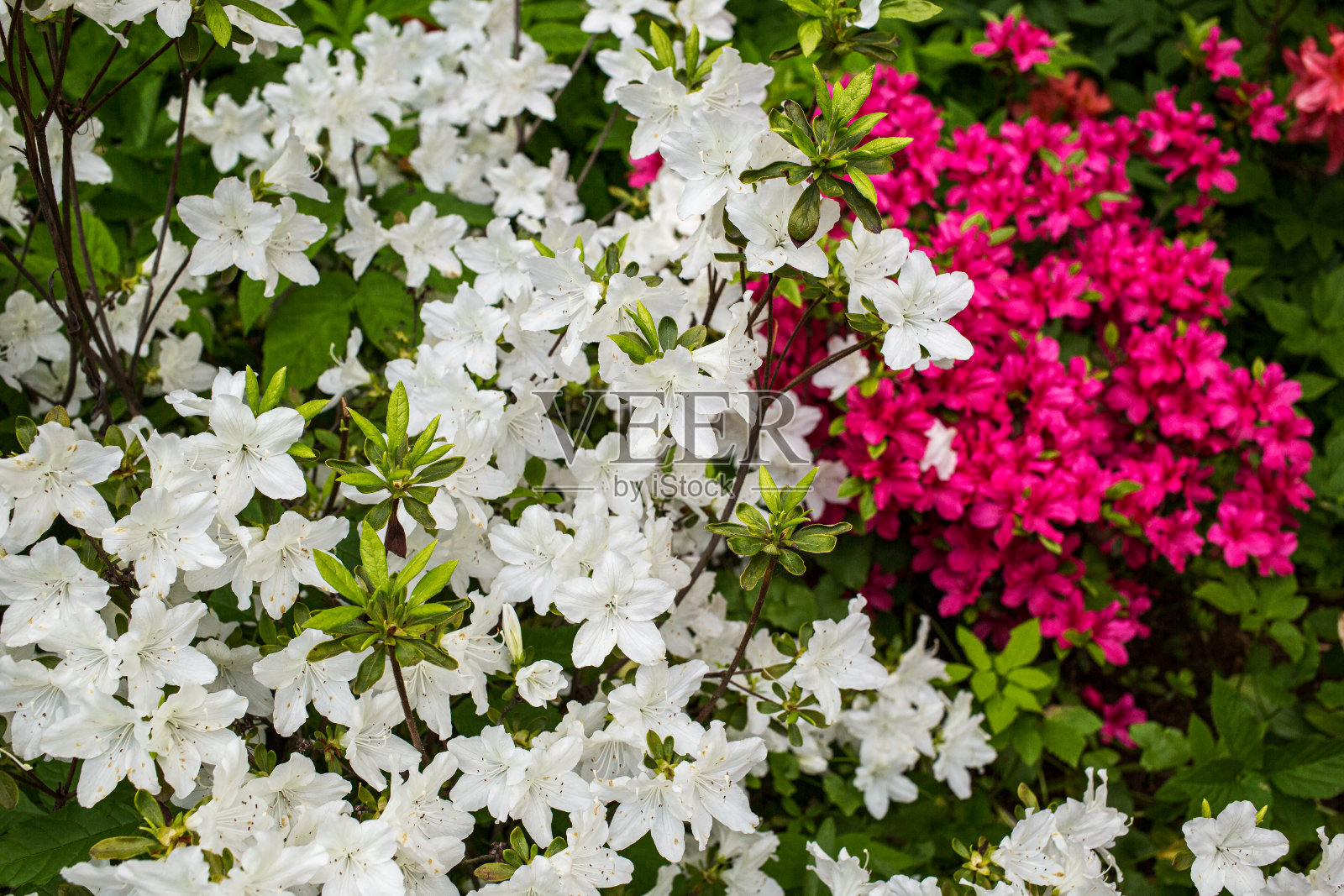 春季植物园中开花的杜鹃花丛照片摄影图片