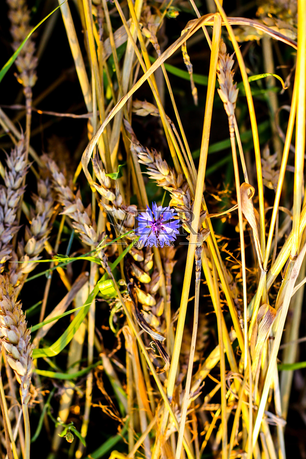 紫色花朵在田间生长的特写。金黄色的麦秆间的矢车菊。紫色的野花和成熟的黑麦或大麦，美丽的花墙纸。宁静的夏日在乡村柔和的焦点照片摄影图片