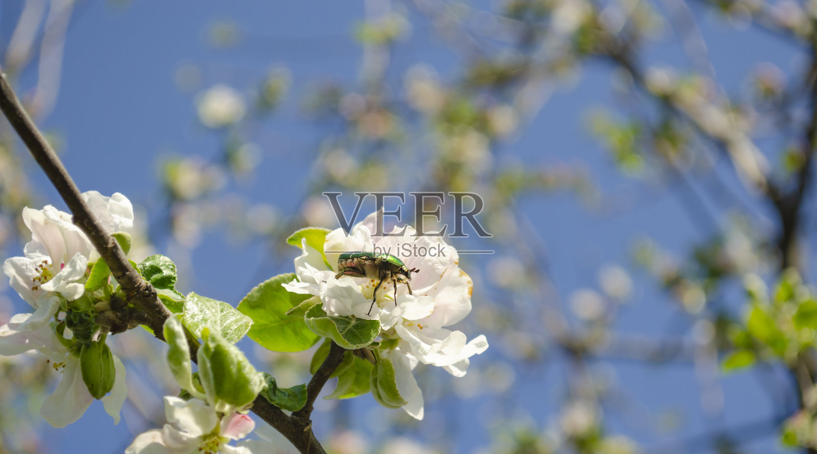 苹果树上的玫瑰金龟子在模糊的背景上开花。金龟子(Cetonia aurata)，又称玫瑰金龟子或绿色玫瑰金龟子，是一种甲虫，它有一个金属结构的绿色和disti。照片摄影图片