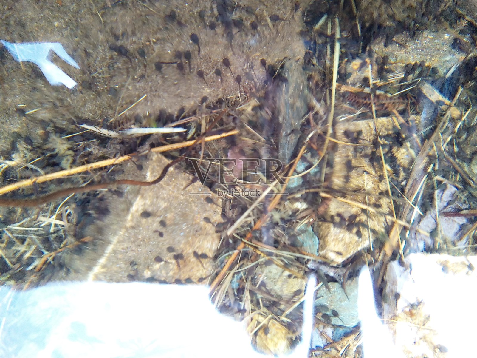 海里的废物出现在海滩上照片摄影图片