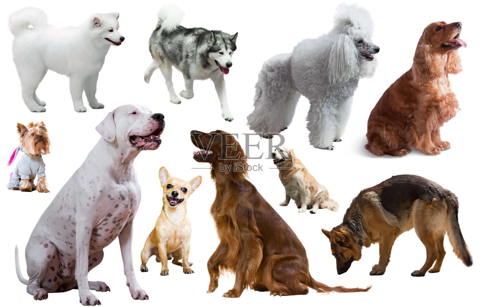 不同的狗照片摄影图片
