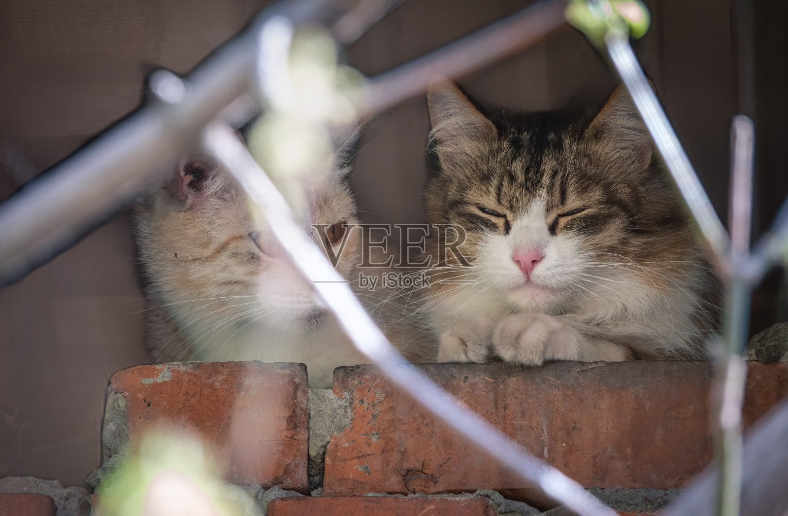 废弃大楼里的两只流浪猫照片摄影图片