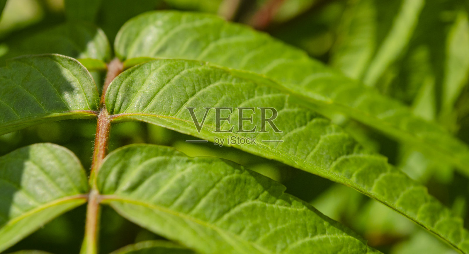 绿叶和树枝背景的特写自然视图。照片摄影图片