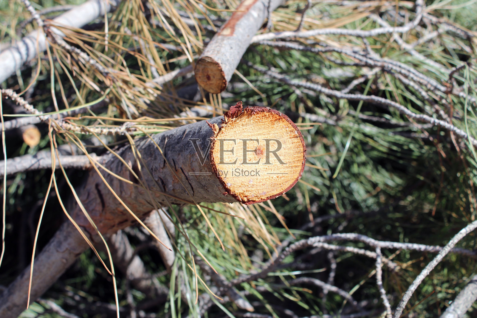 松树枝剪照片摄影图片