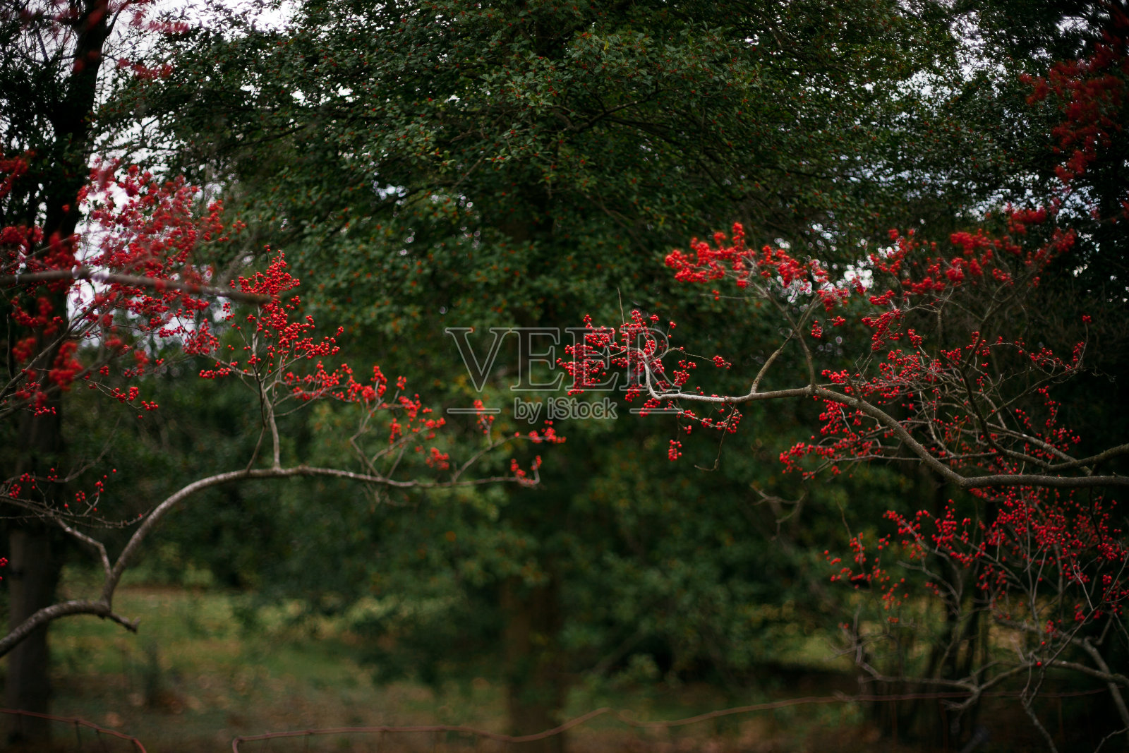 在冬天的几个月里，红色的浆果在树上长得又野又漂亮照片摄影图片