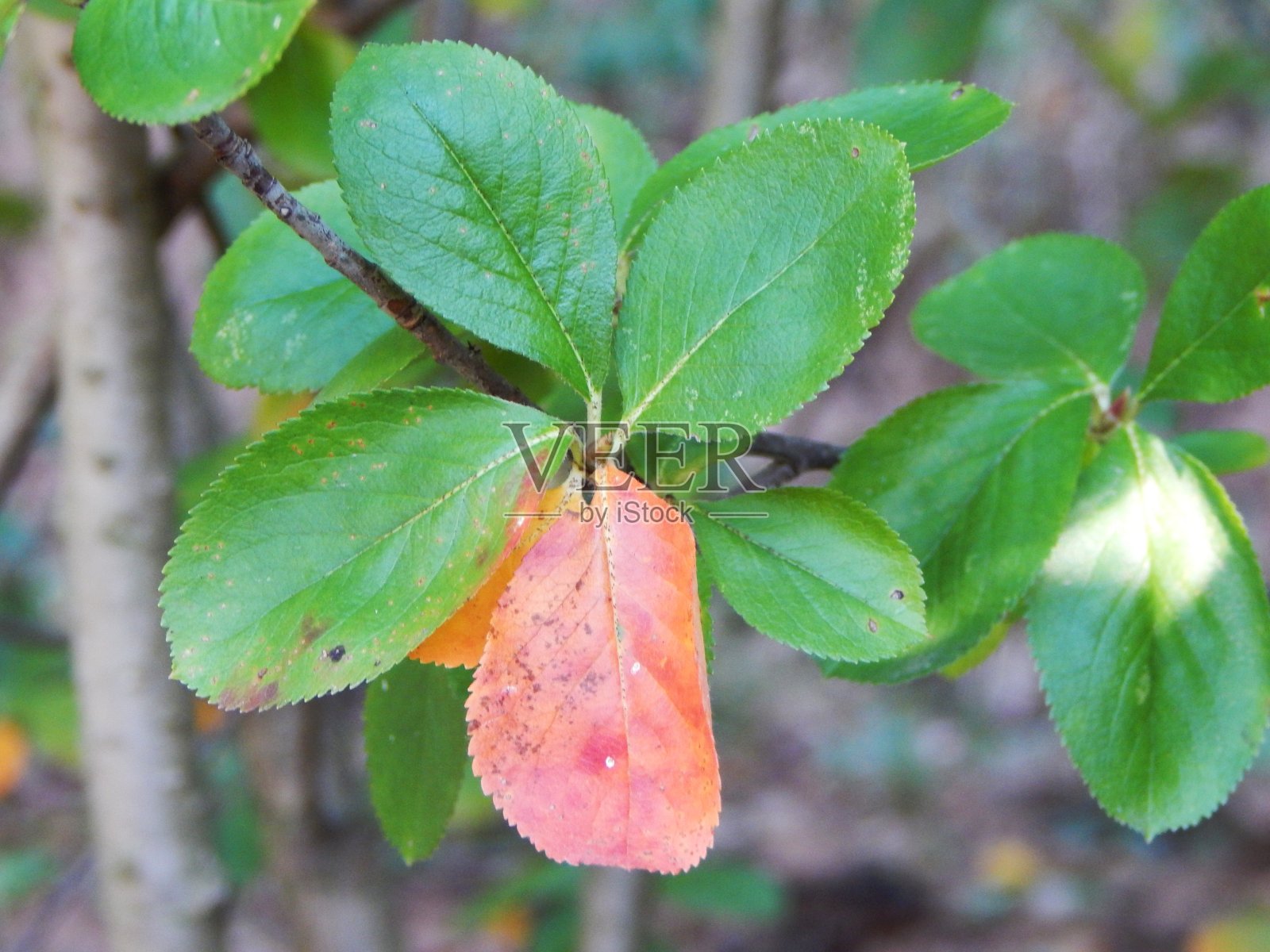 一片橙色的叶子夹在树枝上的绿叶之间照片摄影图片