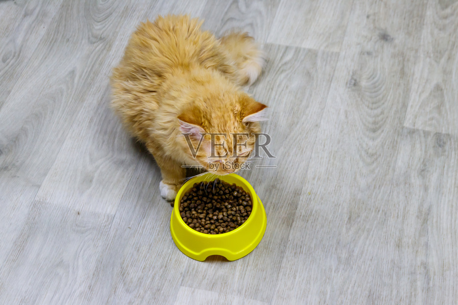 可爱的猫吃他的食物从黄色塑料碗在地板上照片摄影图片