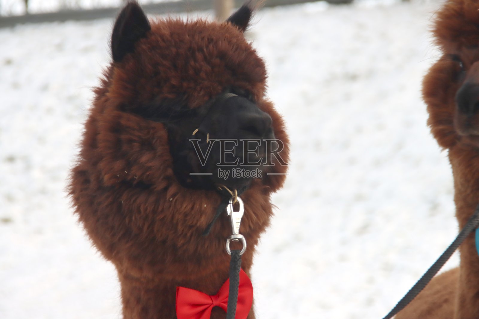 羊驼和主人一起在雪地里散步照片摄影图片