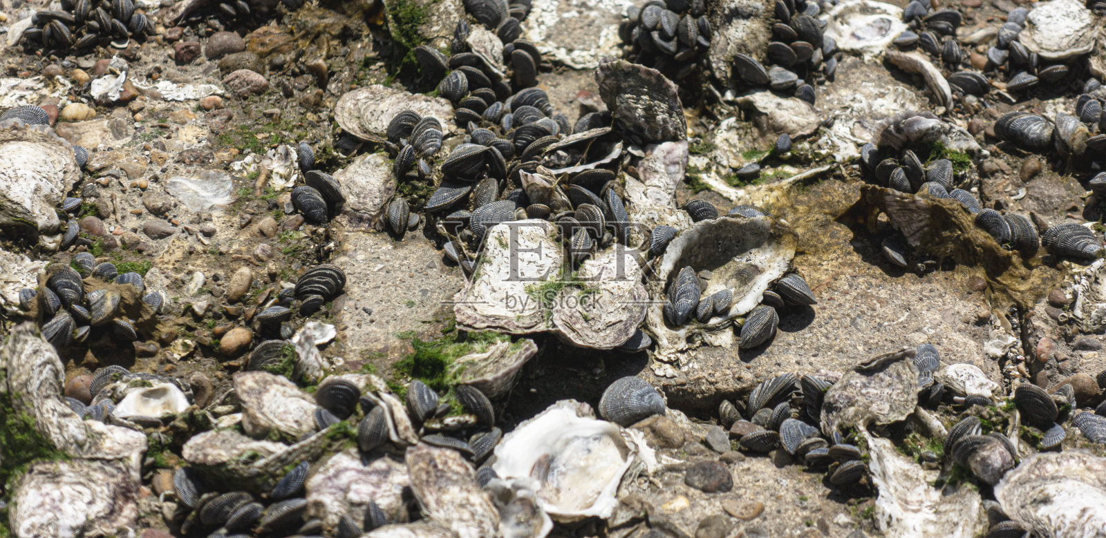 海湾里的蛤壳照片摄影图片