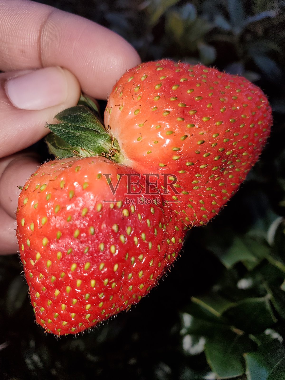 草莓异常照片摄影图片