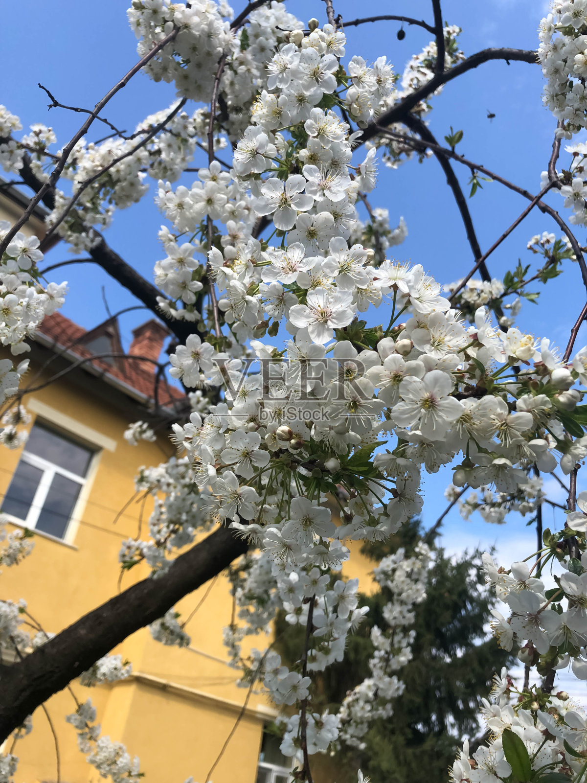 大自然的花朵以天空和建筑为背景，绽放美丽。照片摄影图片