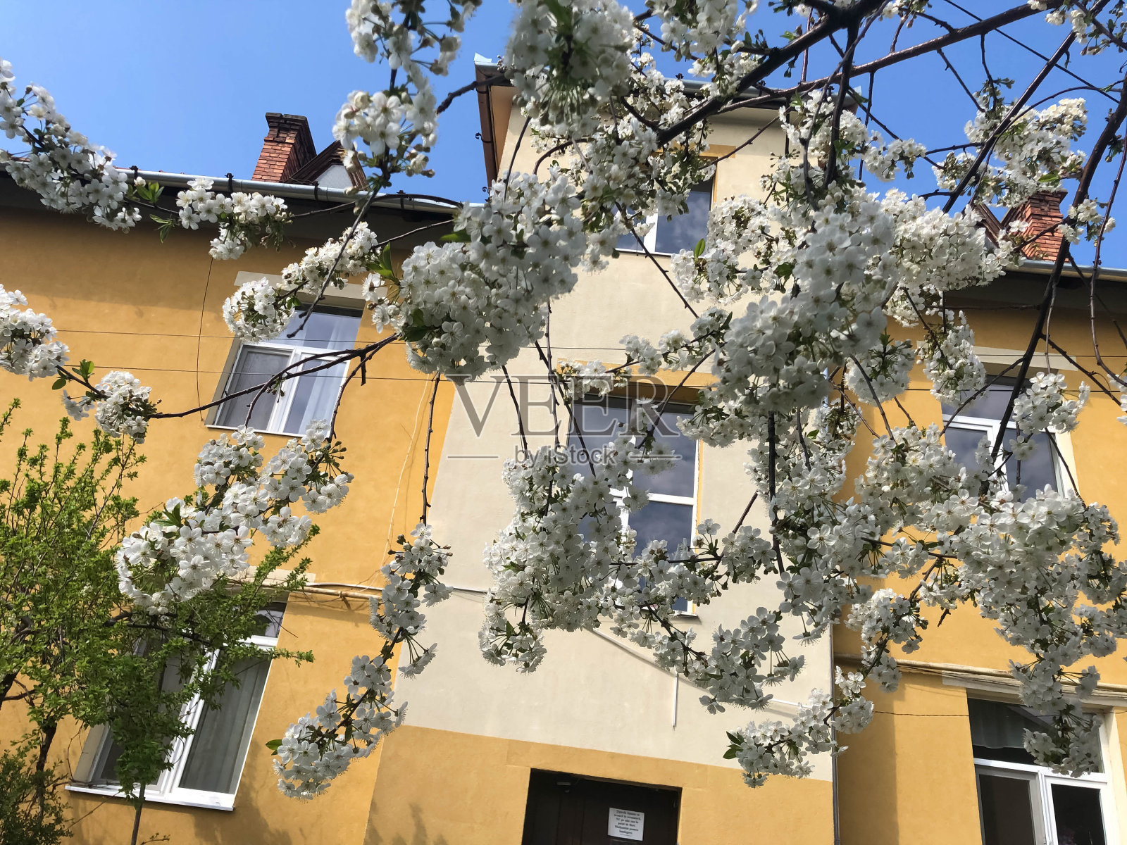 美丽的白色自然花在春天。照片摄影图片