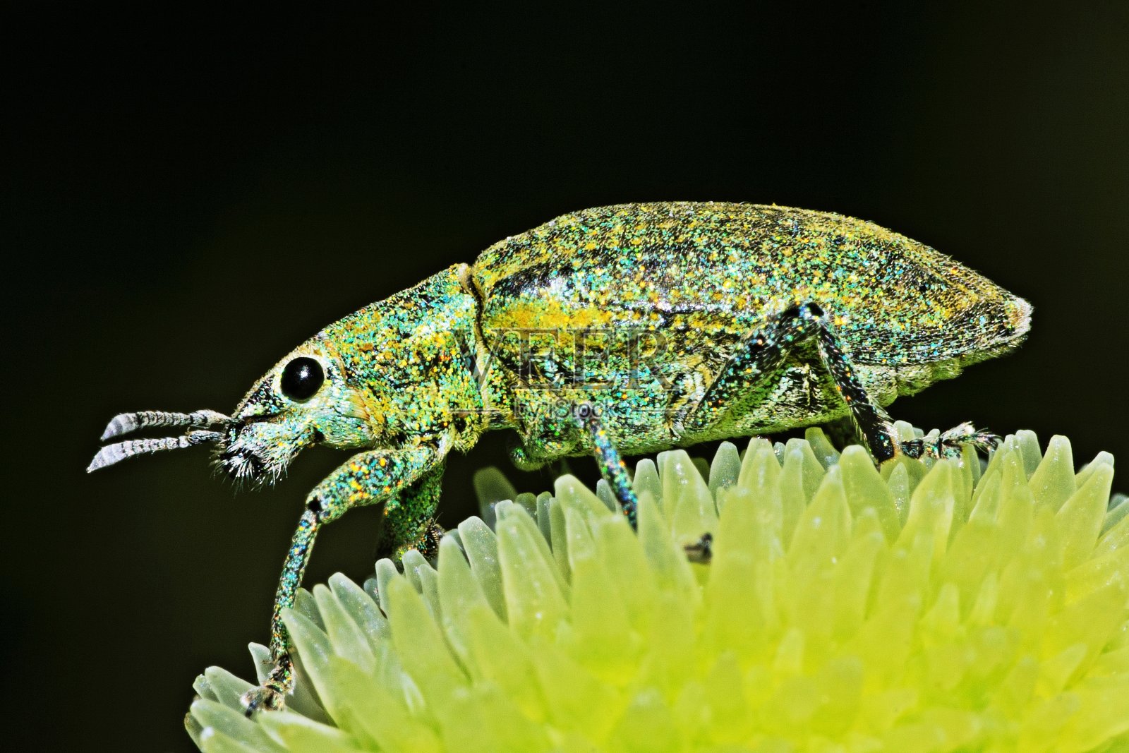 闪光甲虫爬上美人蕉花树的一部分。照片摄影图片