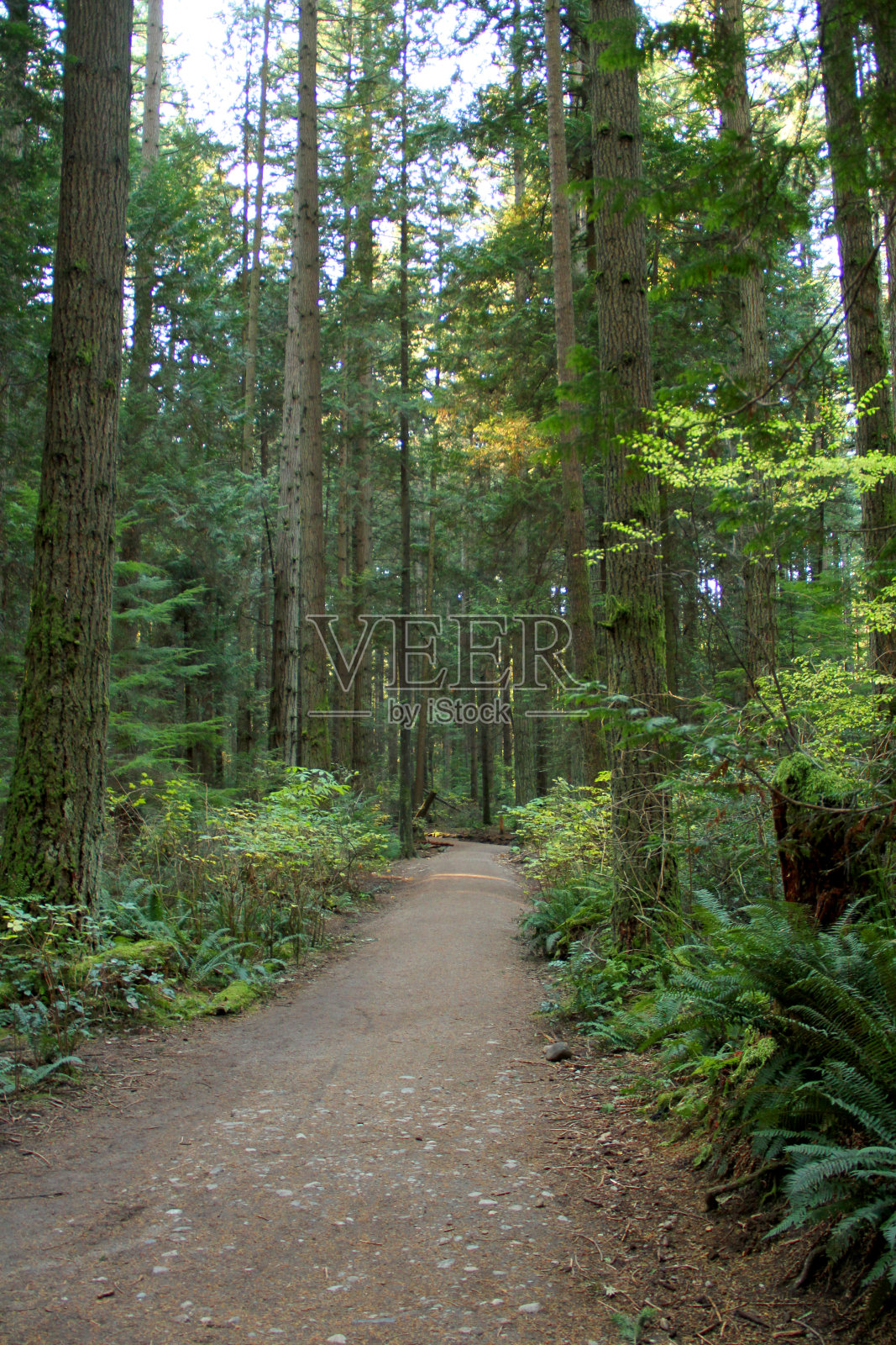 深的路径照片摄影图片