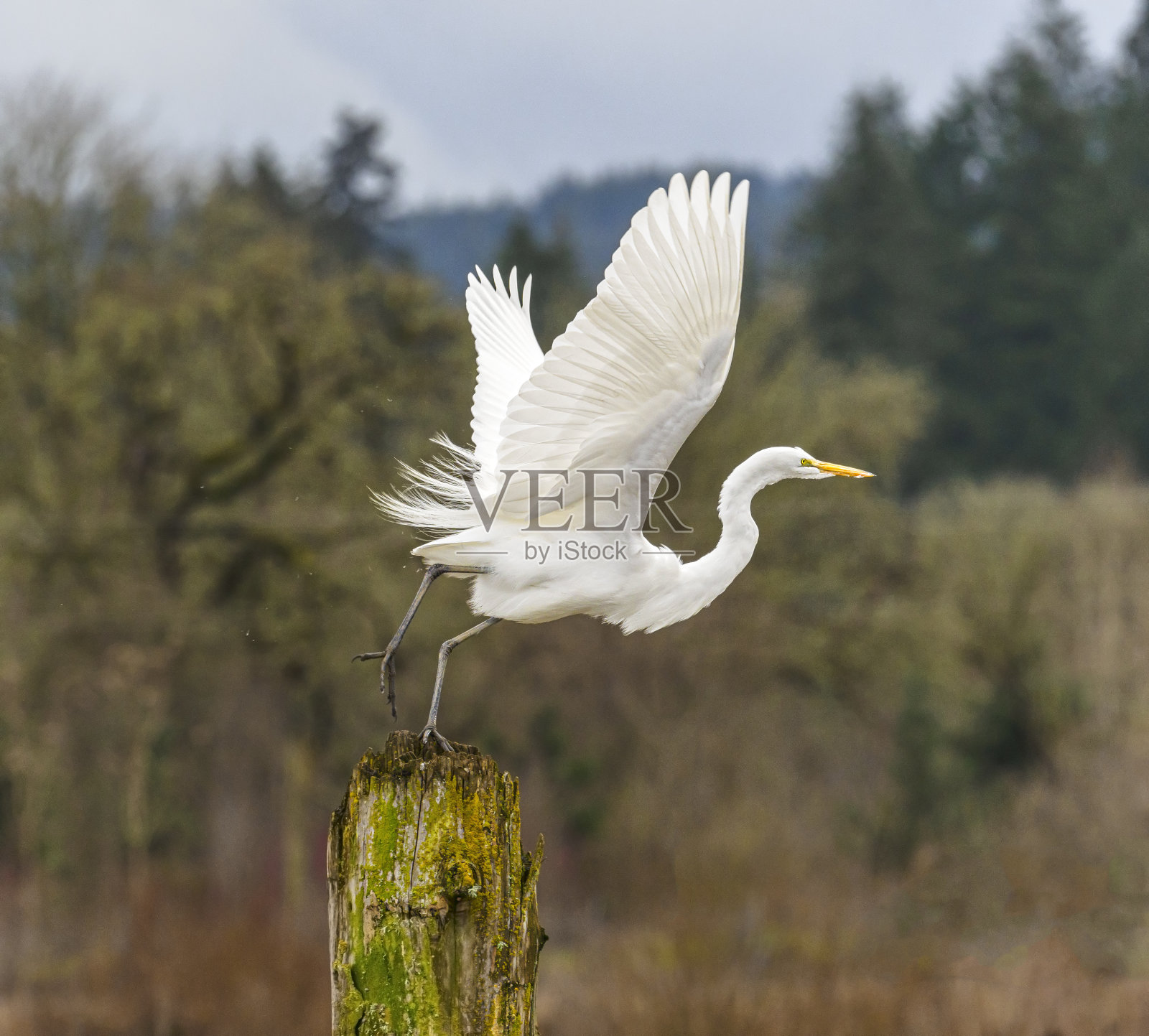 白鹭起飞，从树断西俄勒冈州照片摄影图片