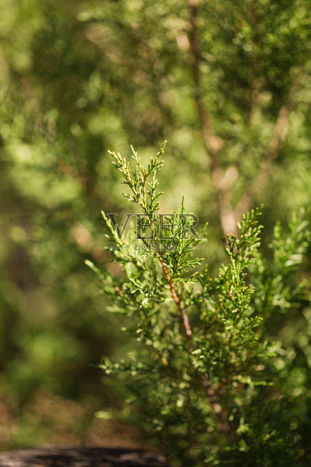 2021年2月佛罗里达州西北湖的自然步道景观照片摄影图片
