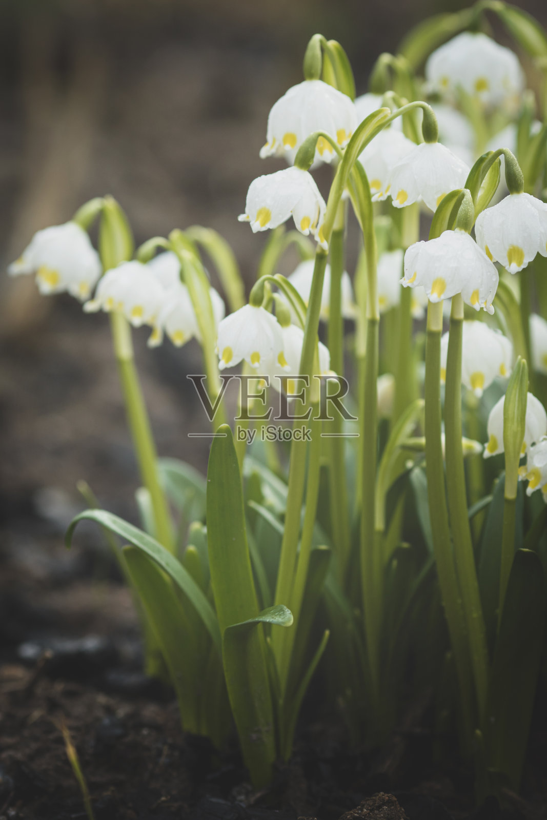 美丽的春天的花朵照片摄影图片