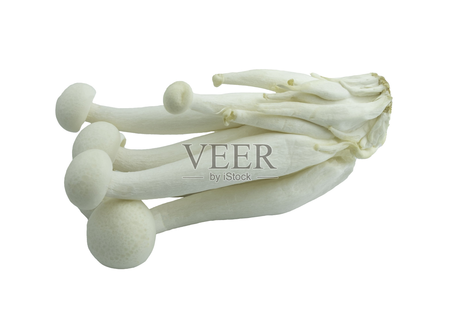 Shimeji蘑菇，白色背景，孤立照片摄影图片