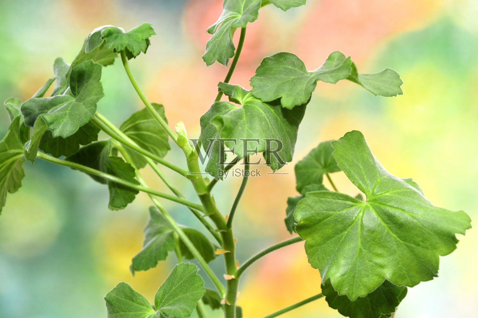 花照片摄影图片