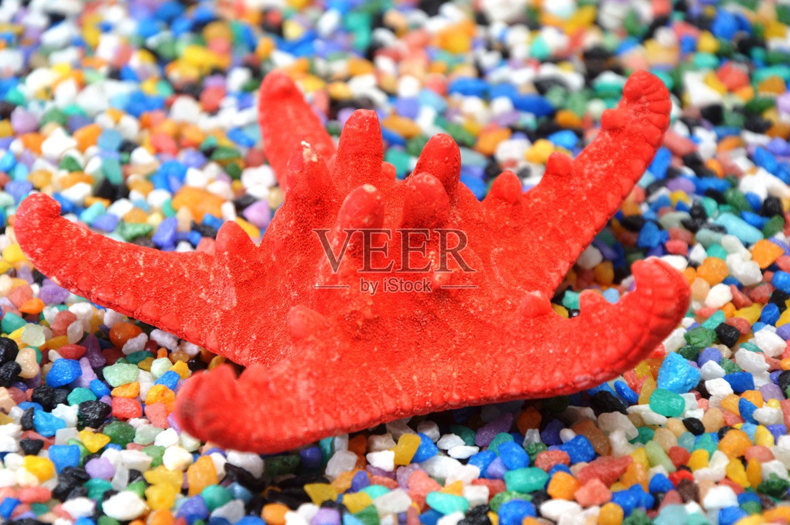 贝壳照片摄影图片