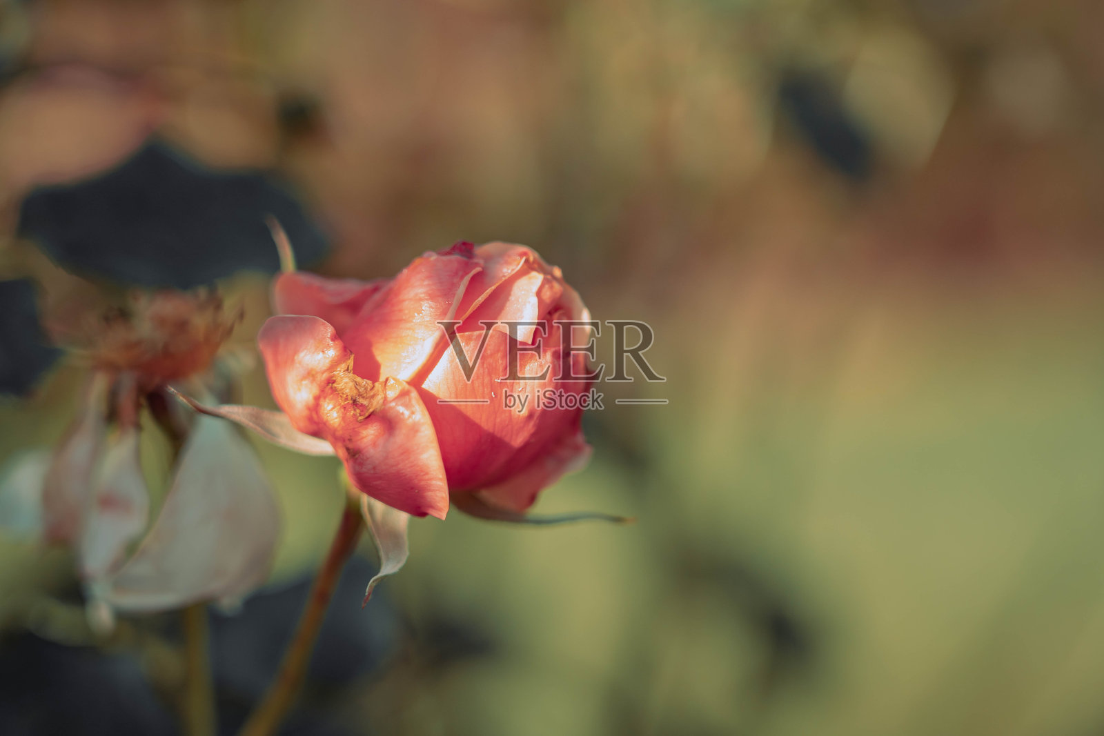 Beautiful Rose on Vintage style;自然背景照片摄影图片