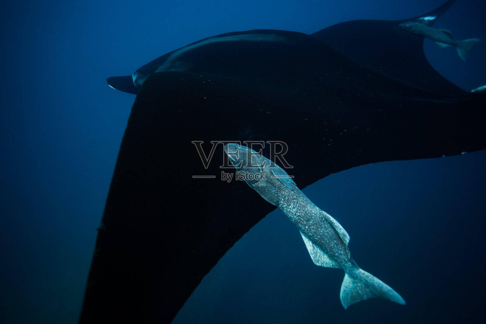 蝠鲼和附鱼的近距离照片照片摄影图片