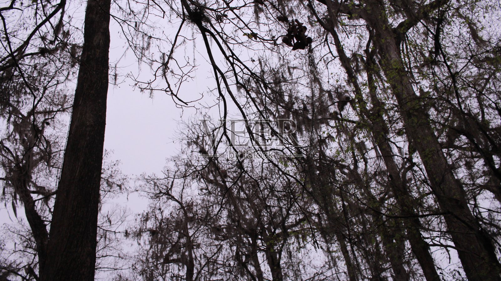 冬天的树木在一个阴沉的日子照片摄影图片