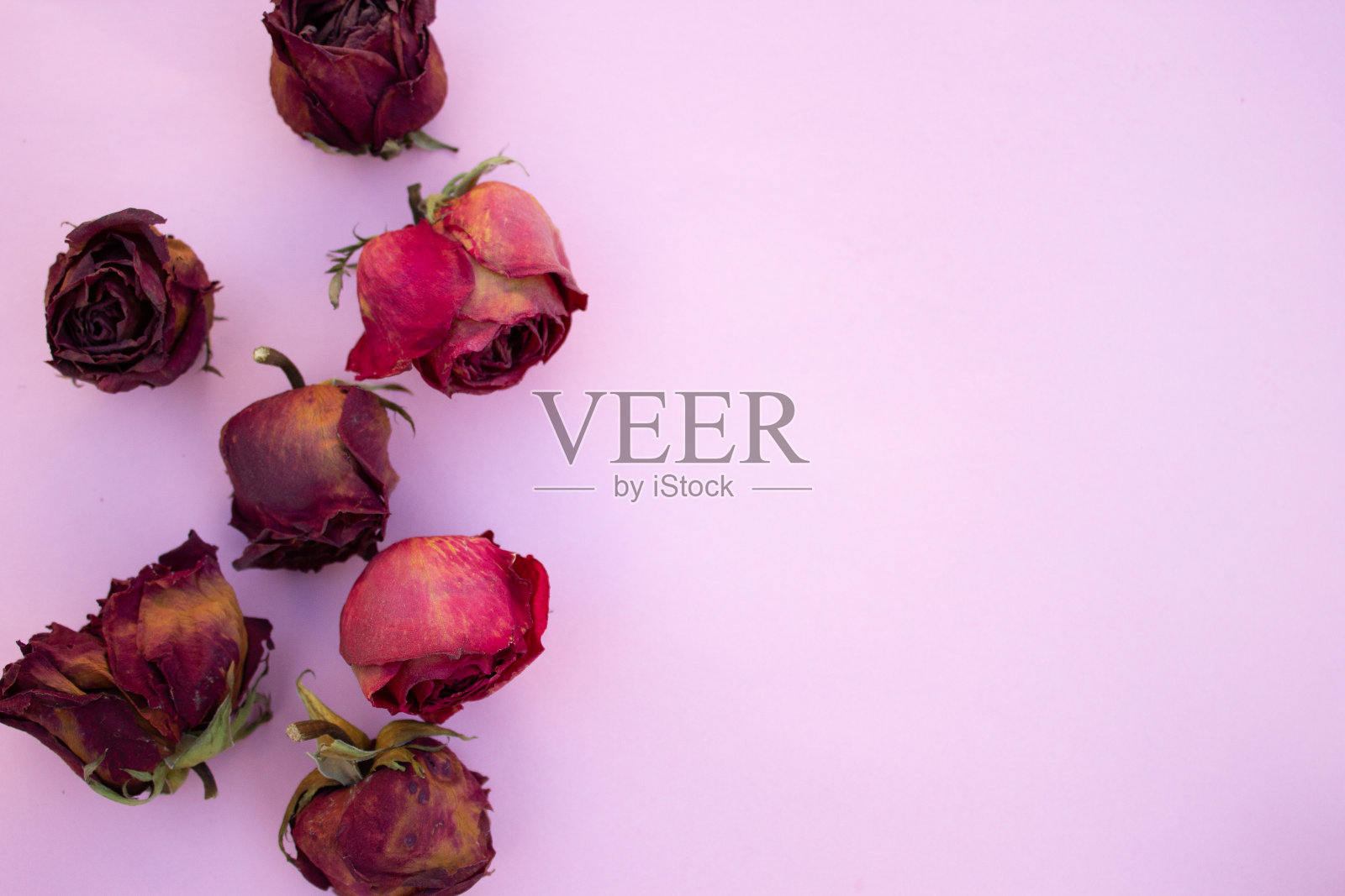 粉红色背景下的干玫瑰照片摄影图片