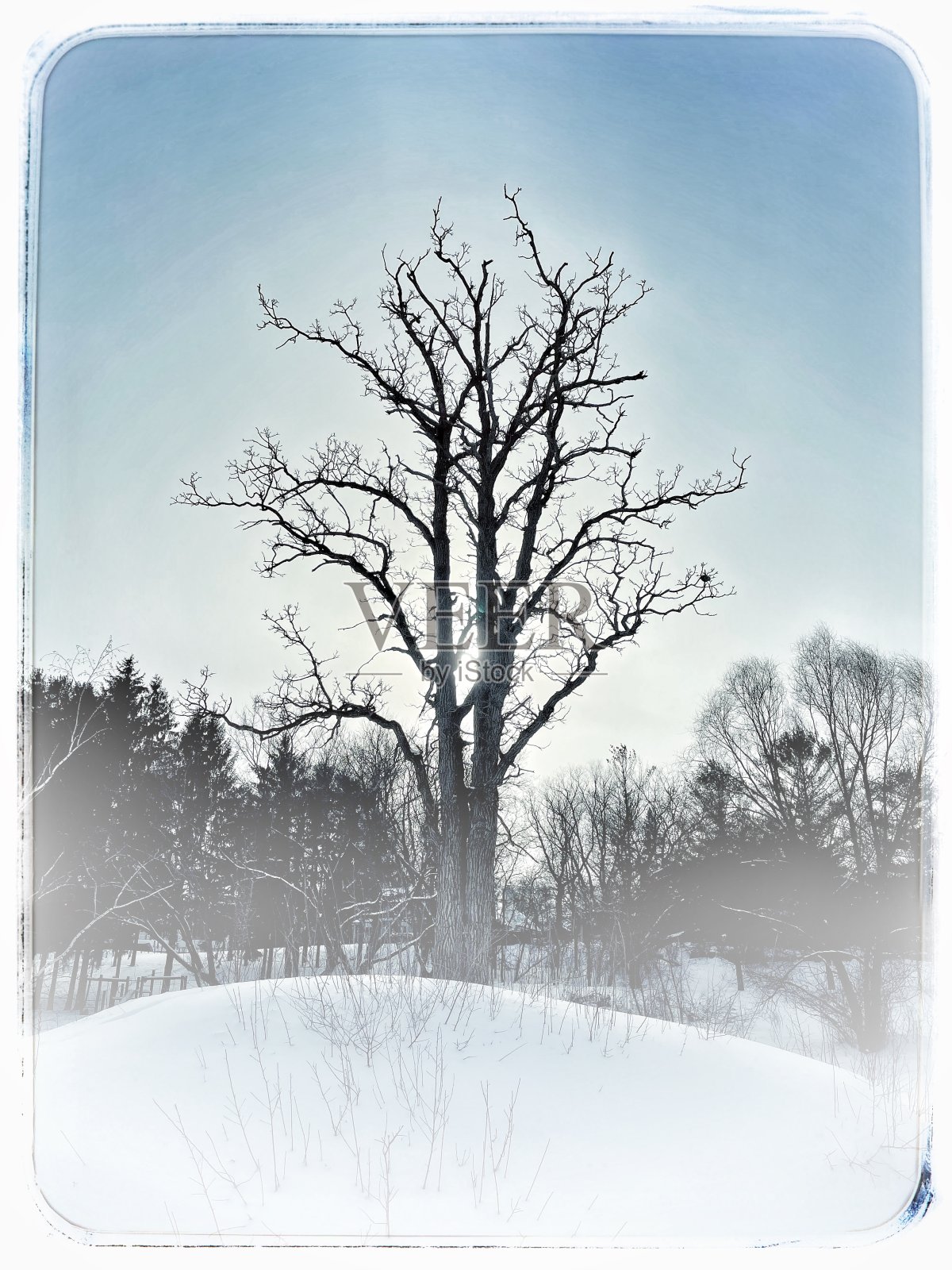 树在山上照片摄影图片