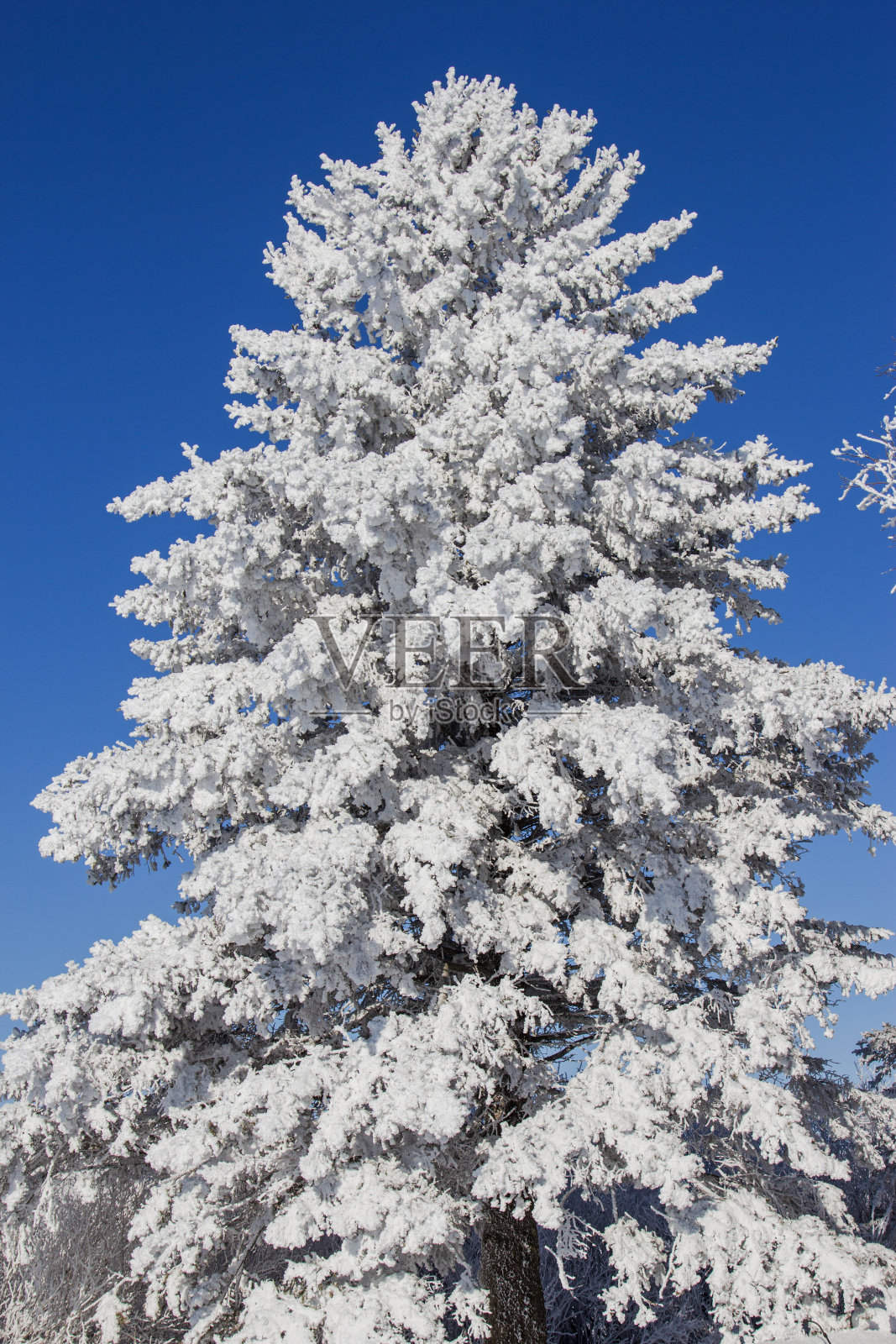 冷淡的蓝色云杉照片摄影图片