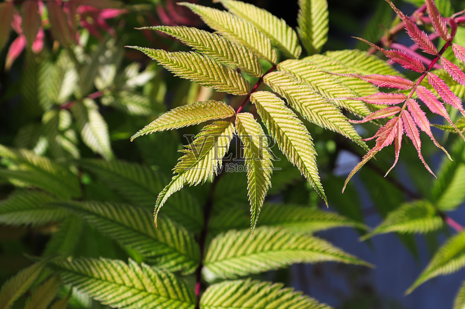 一种假针叶植物的各种颜色的叶子照片摄影图片