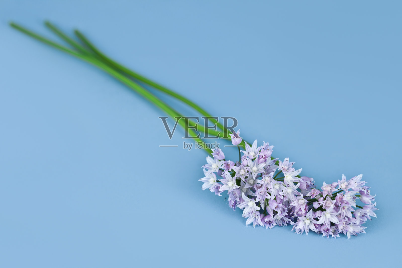 野生洋葱花照片摄影图片