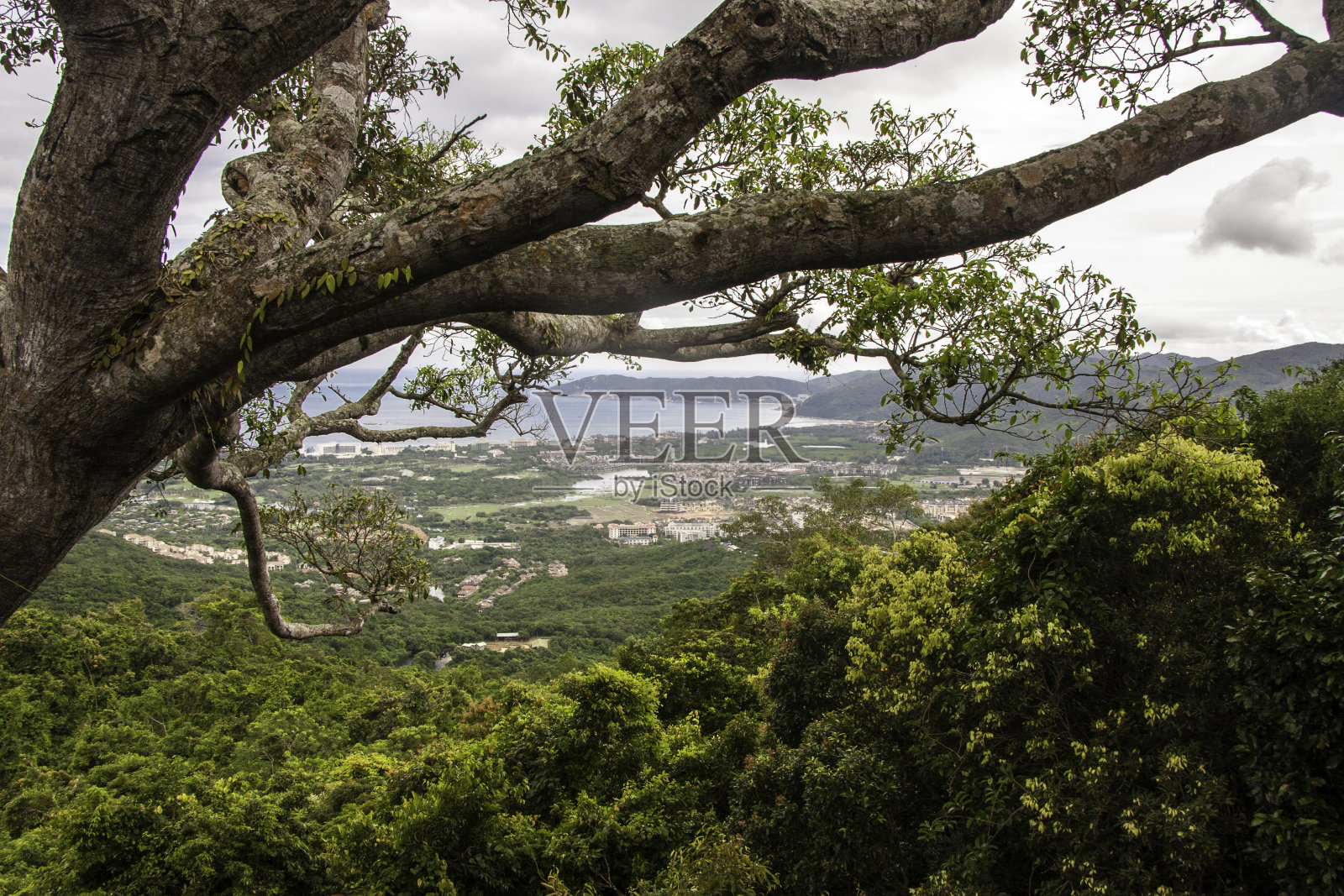 巨大的树枝照片摄影图片