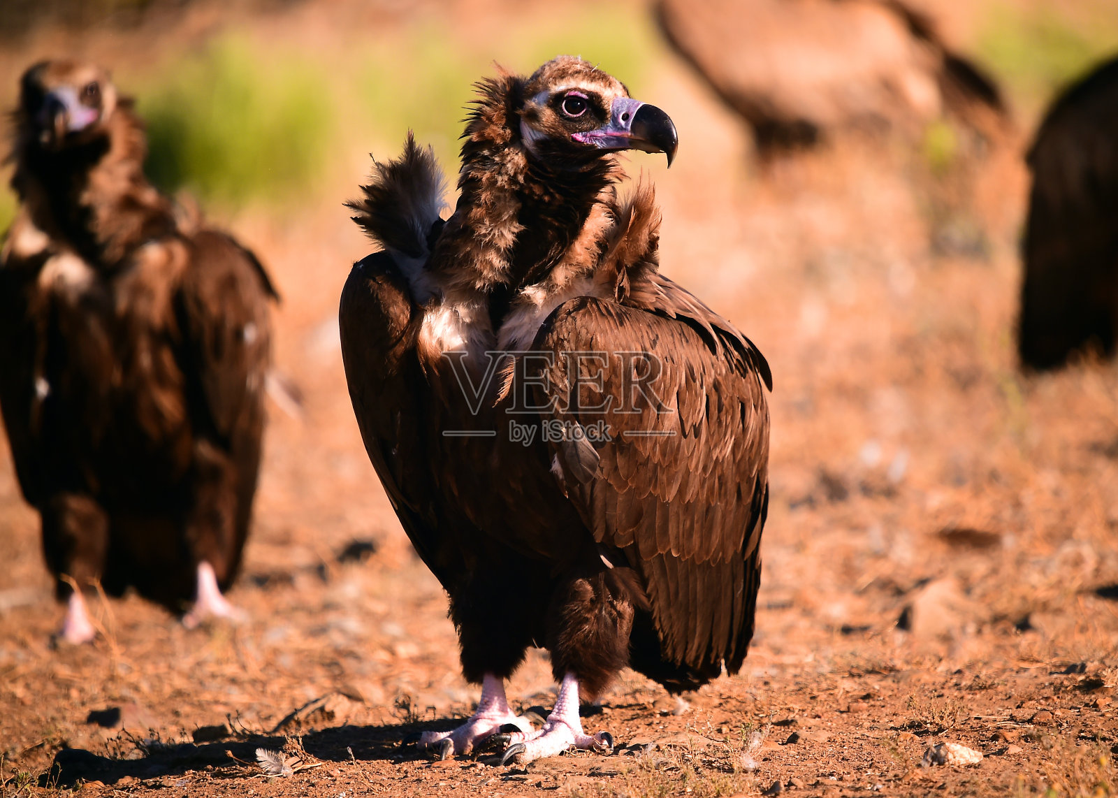 一只威严的黑色秃鹫照片摄影图片