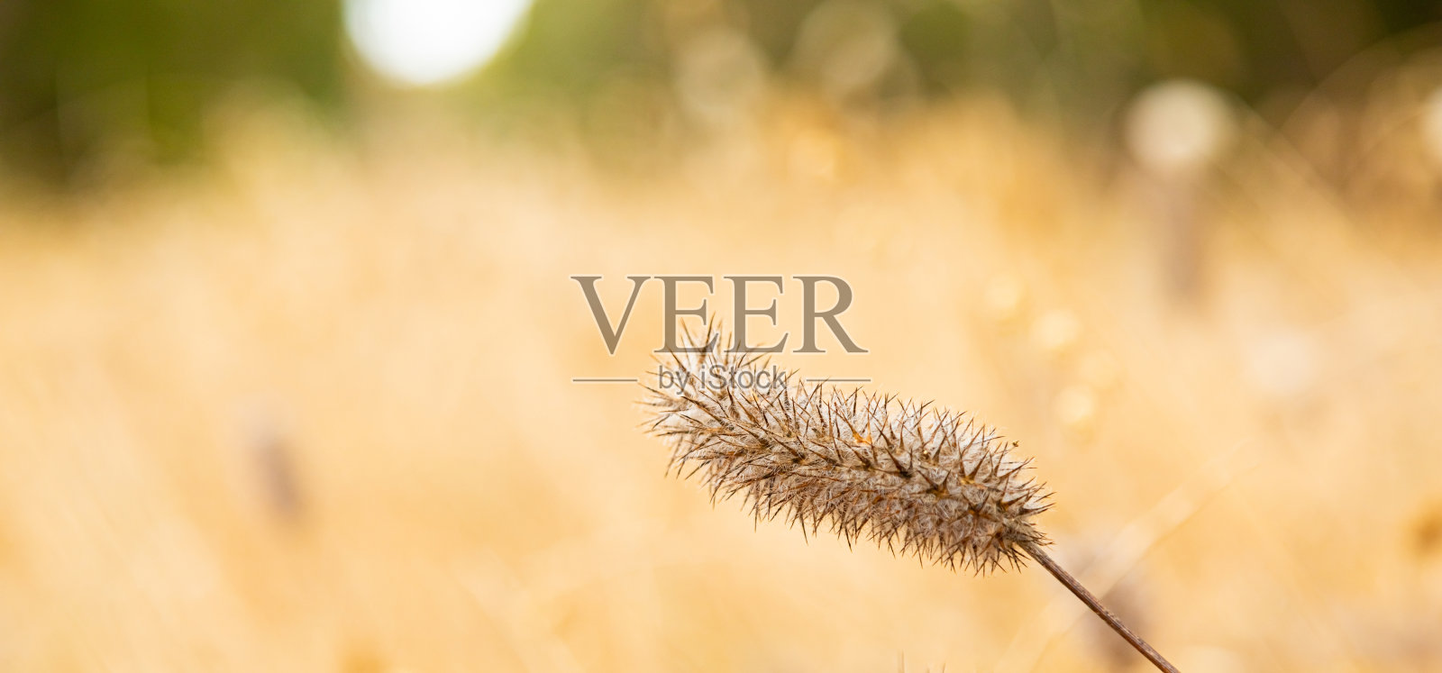 在乡下草地上的野草种子照片摄影图片