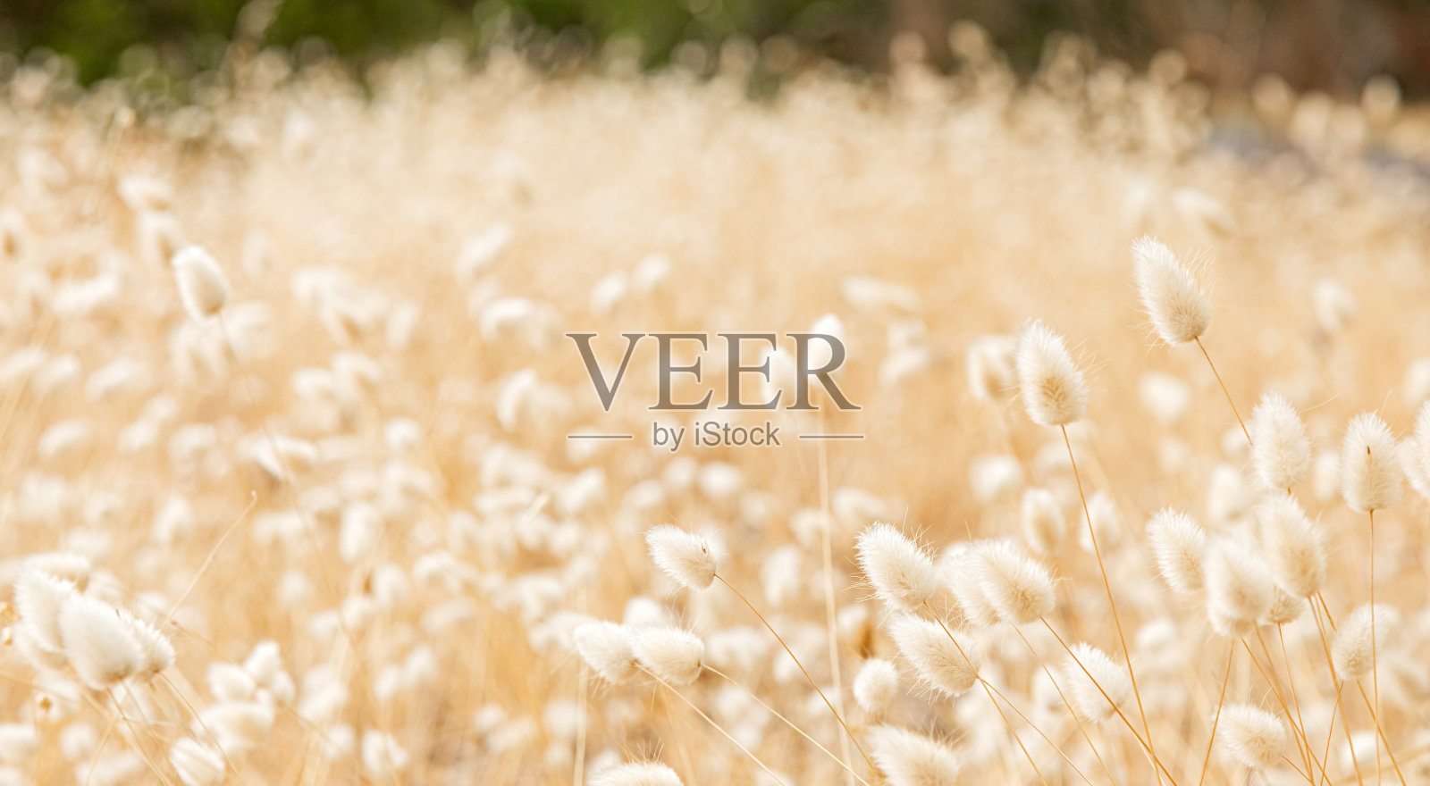 在乡下草地上的野草种子照片摄影图片