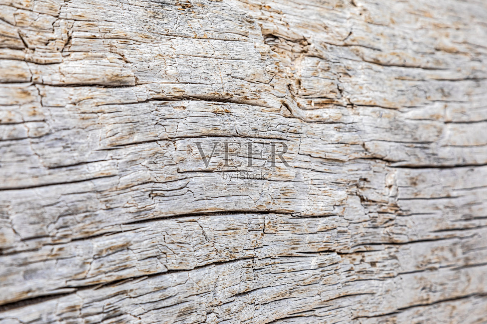 特写纹理的大浮木原木的木纹照片摄影图片