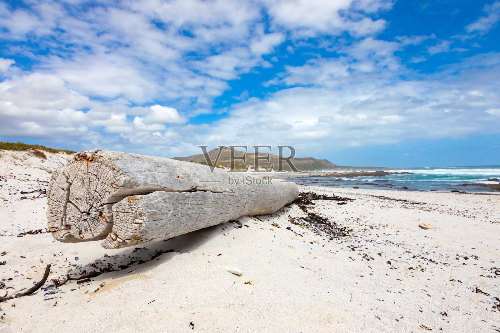 开普敦海滩上的浮木照片摄影图片