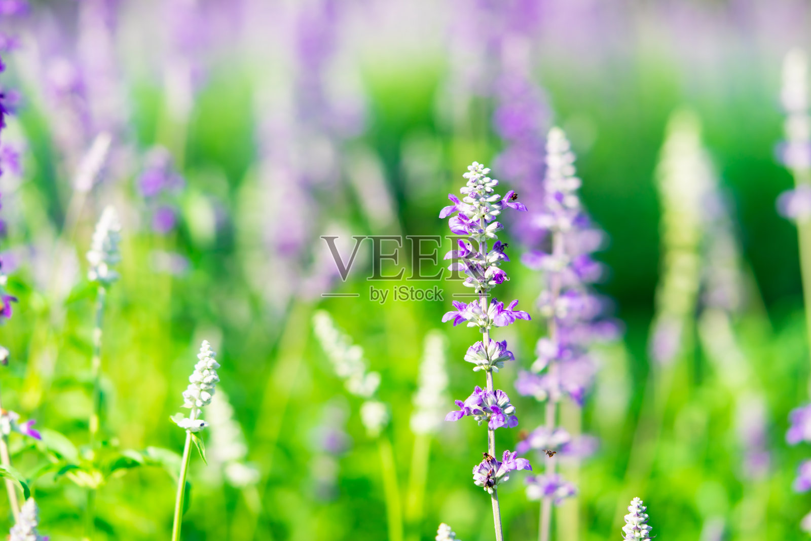 紫花的特写自然视图照片摄影图片