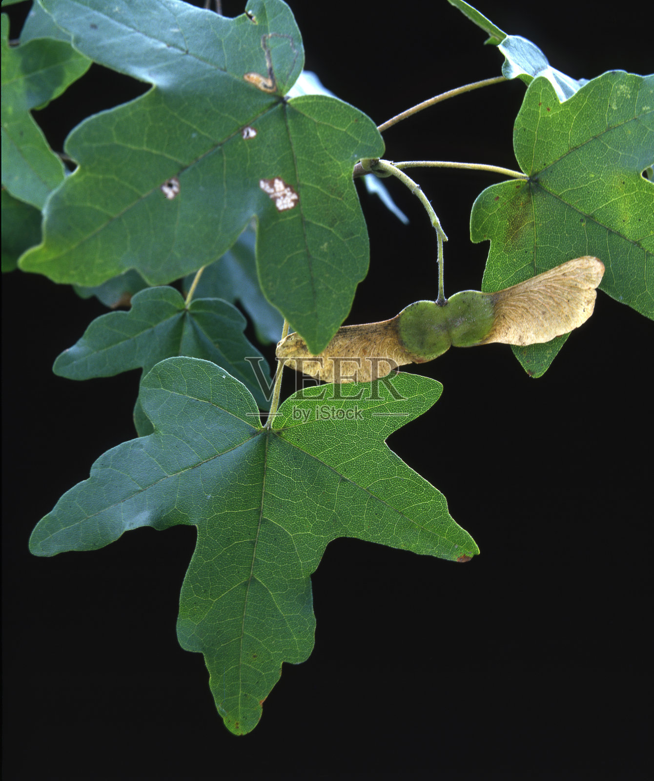 常见的枫照片摄影图片