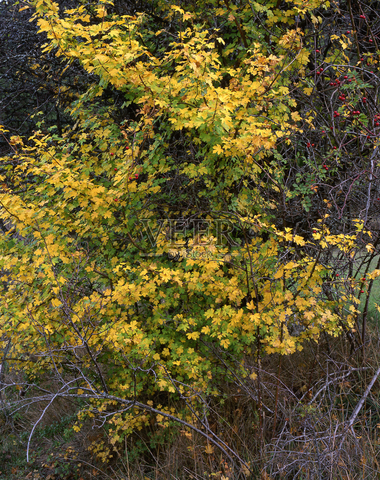 常见的枫照片摄影图片