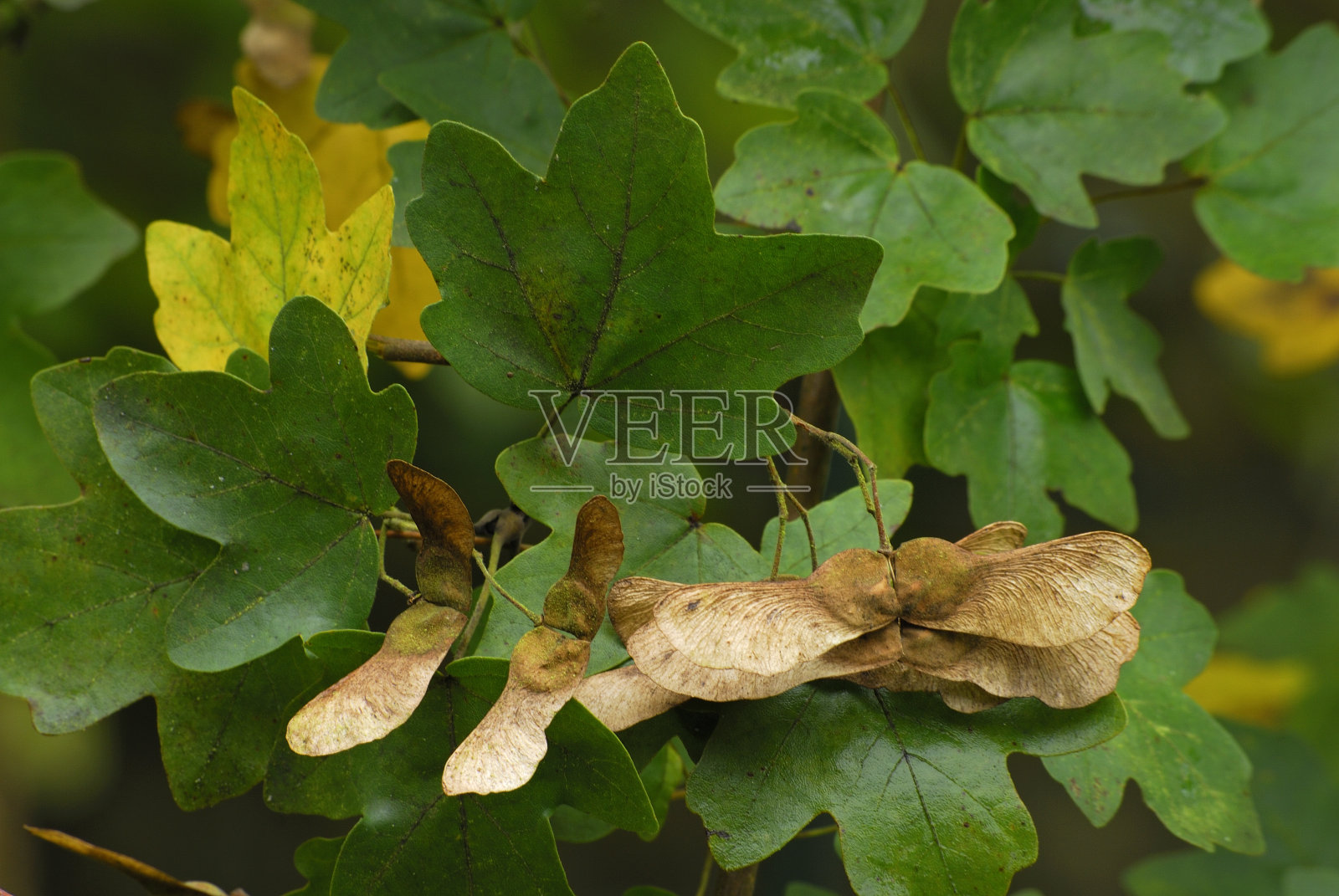 常见的枫照片摄影图片