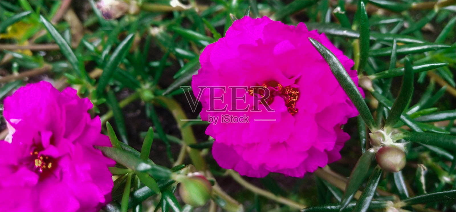 花照片摄影图片