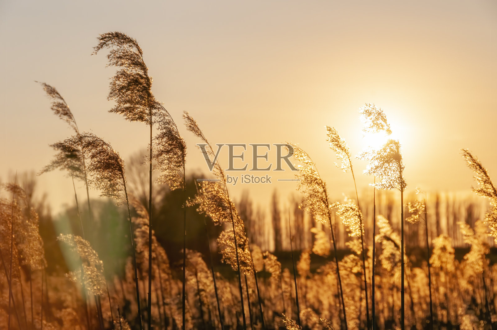 野草和夕阳照片摄影图片