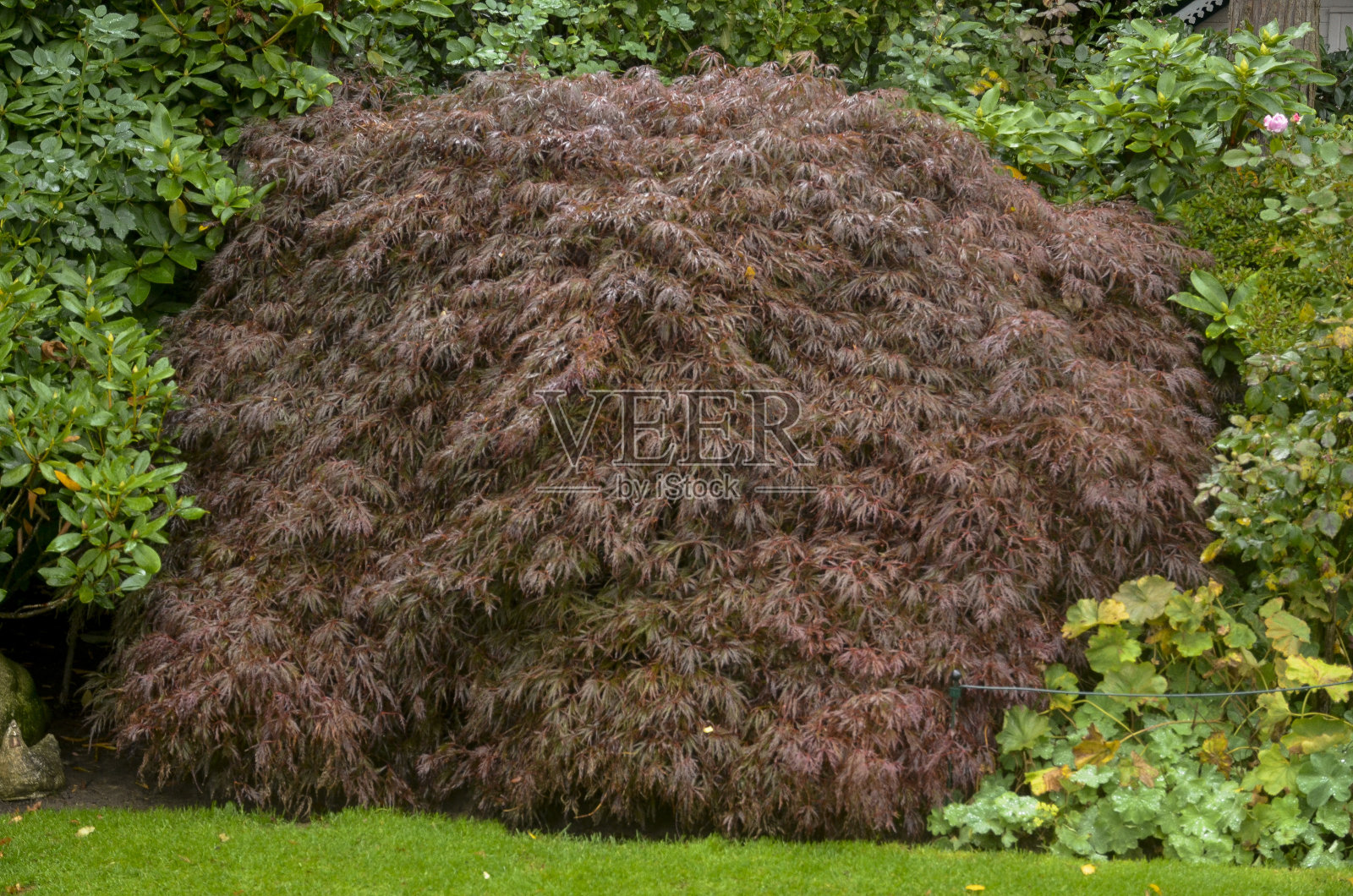 日本枫树照片摄影图片