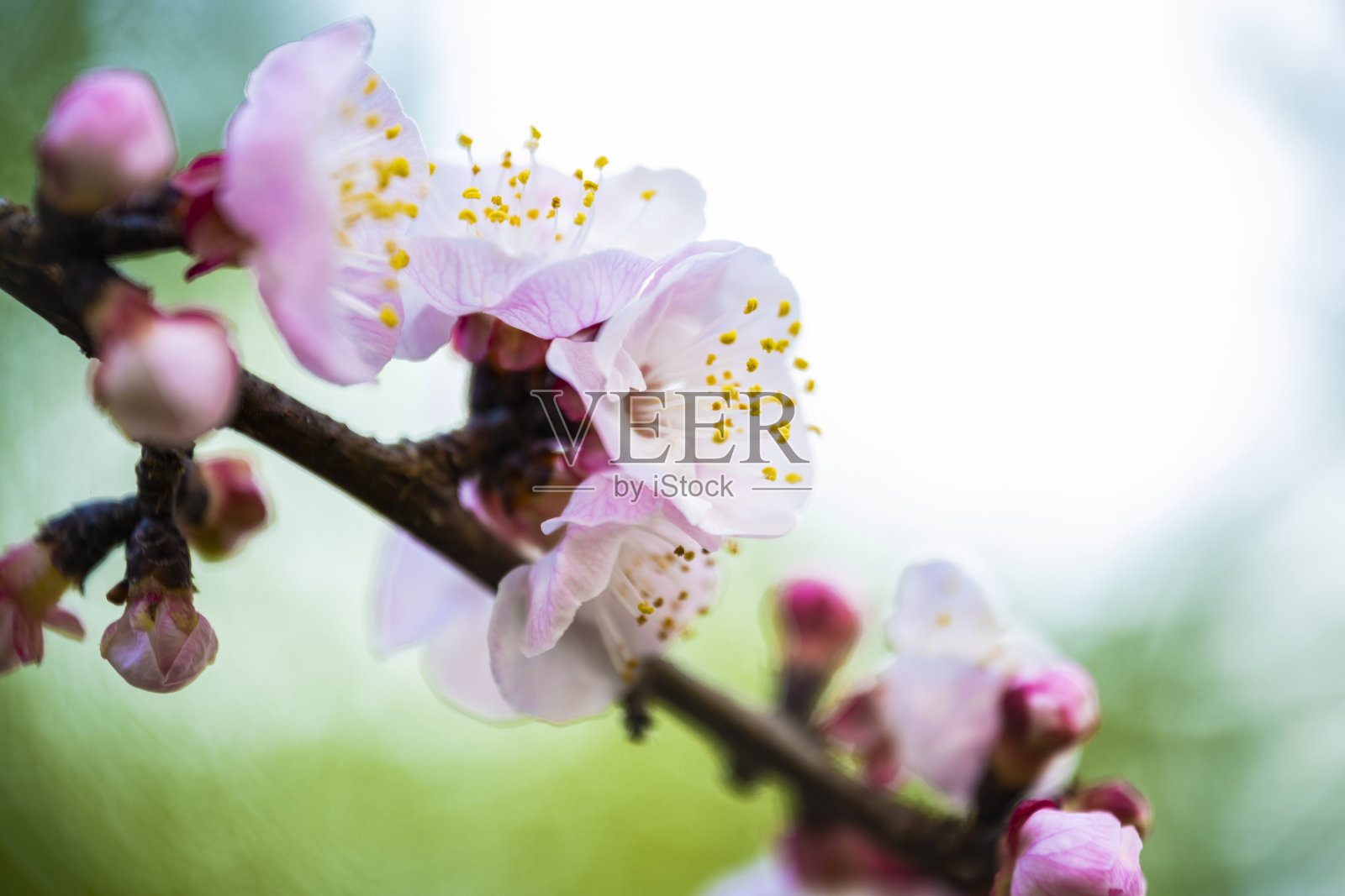 平铺与拷贝空间。模型飞机和樱花在开花期间的树枝在一个黄色的背景。照片摄影图片